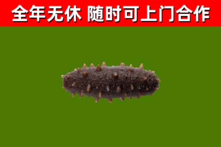 赫山回收海参干